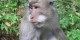 Bali - Mai 2007 - Terrestre - 384 - Foret aux singes
